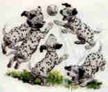 Dalmation Puppies from Evan's Images.