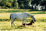 Older 'Firee' and Foal