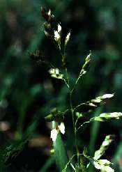 Sweetgrass 
(Hierochloe odorata), 
Northern Prairie, 
Wildlife Research Center