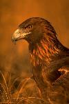Wabun, 
Golden Eagle