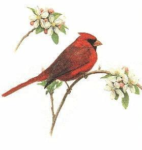 Male Cardinal with Apple blossoms
 Prints or Original Paintings by Webb Garrison - Song Birds