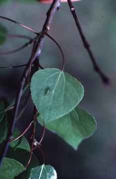 Aspen, Populus tremuloides 
or grandidentata from 
Biology 130 Plant ID, 
biology.uwsp.edu/plantid/