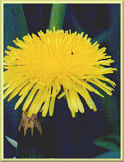 Dandelion from 'Wild and Cultivated Flowers' by Maidenfaire