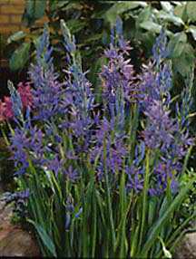 Blue Camas (camassia quamash) photo from Garden Guides