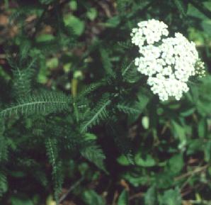 Yarrow photo from Garden Guides